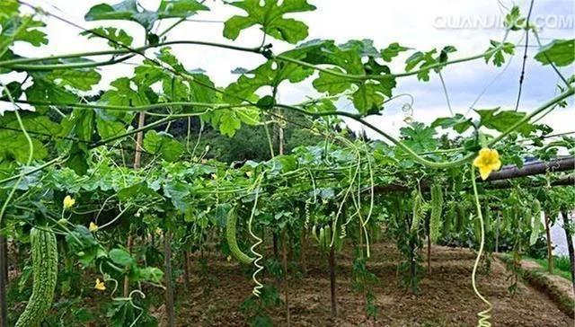 秋季大棚种植技术刀豆视频_秋季大棚种植技术刀豆图片_秋季大棚刀豆种植技术