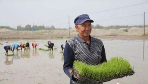 厉害了！盐碱地里种水稻，带领人民脱贫致富!