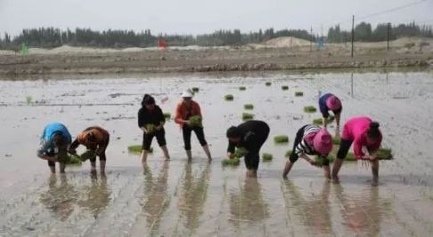 戈壁种植致富报告_农村种植致富好项目_村民种植黑皮冬瓜致富