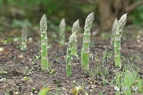 致富经芦笋种植地区_芦笋种植基地哪个地方最多_芦笋种植地方