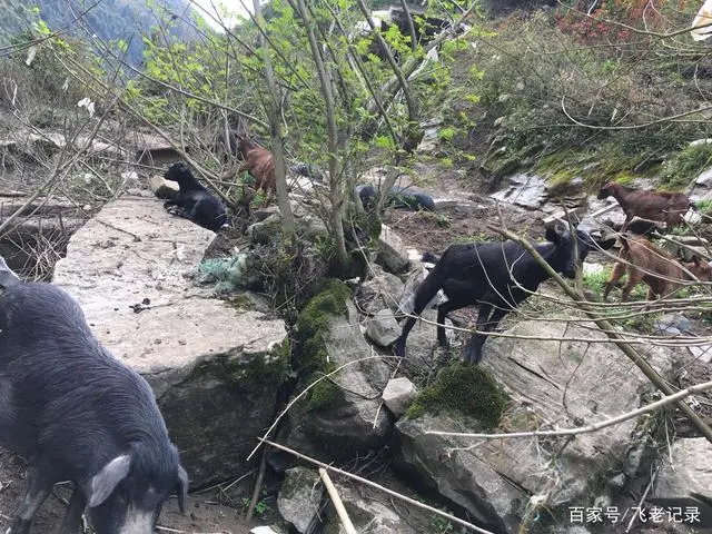 致富经黑猪养殖_致富经莱芜黑猪_致富经黑猪