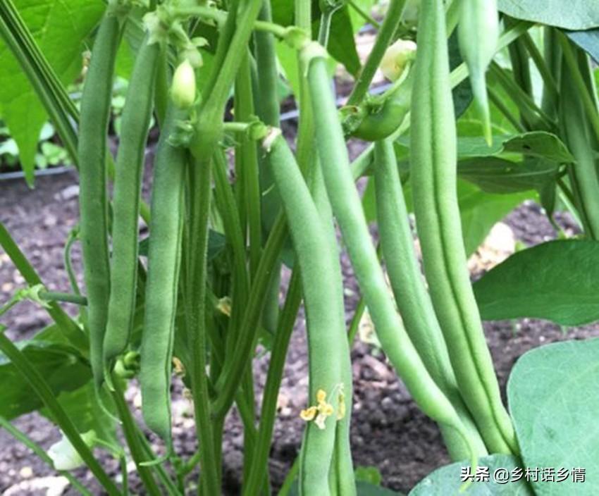 讲解种植技术_种植管理技术分享_种植技术管理规范