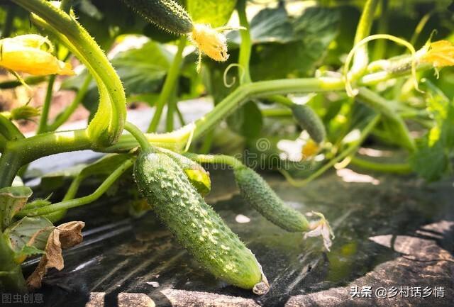 讲解种植技术_种植管理技术分享_种植技术管理规范