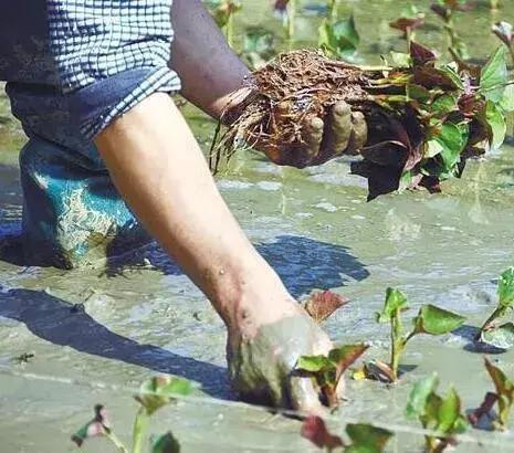 大面积折耳根种植技术视频_致富经折耳根种植方法_种植折耳根要多少成本