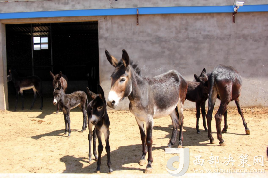 “佳米驴”致富经渐入“佳”境