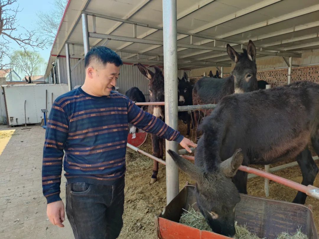 生态驴养殖致富_驴养殖业前景怎么样_养驴致富视频