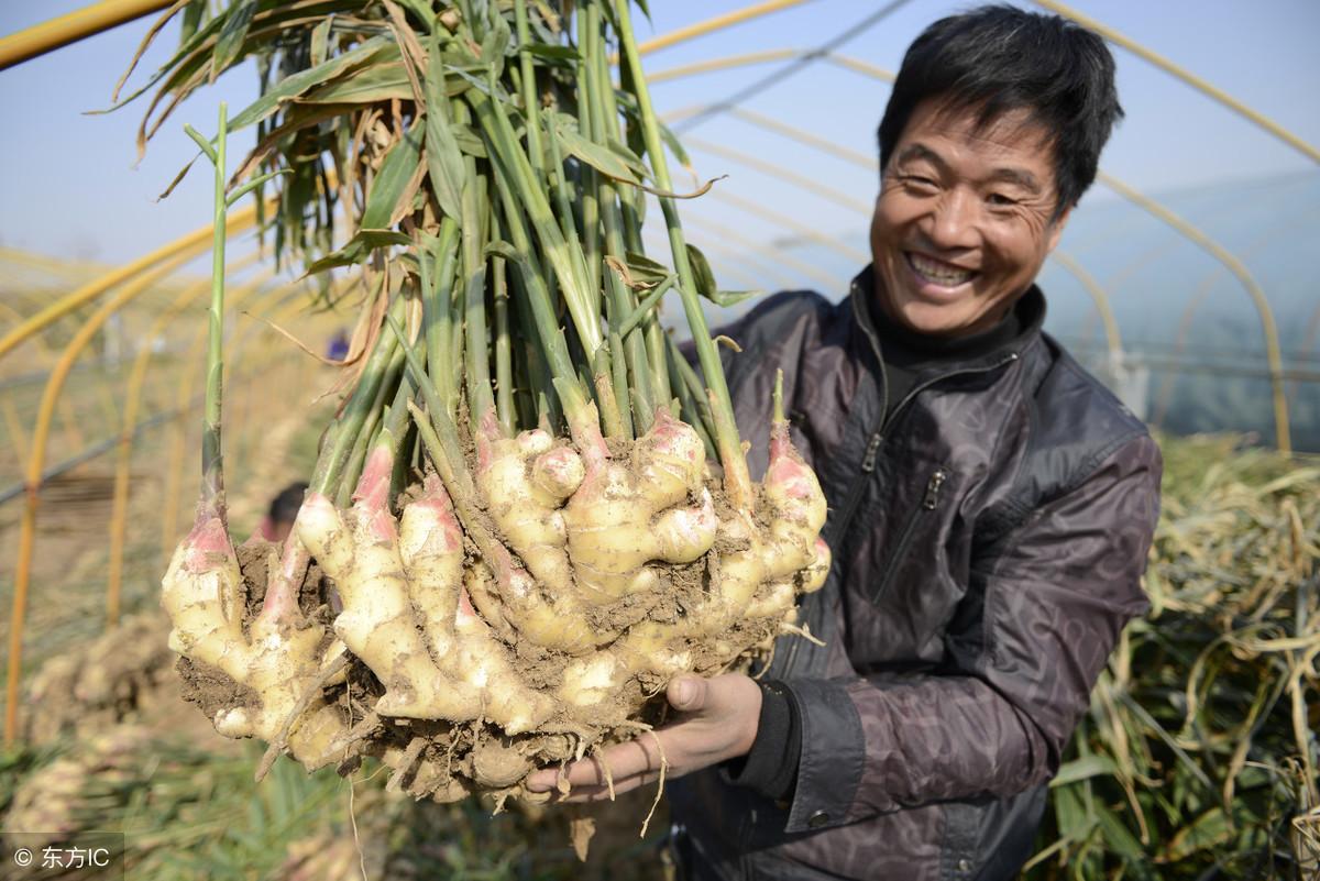 种植技术与管理方法_种植管理技术分享_讲解种植技术