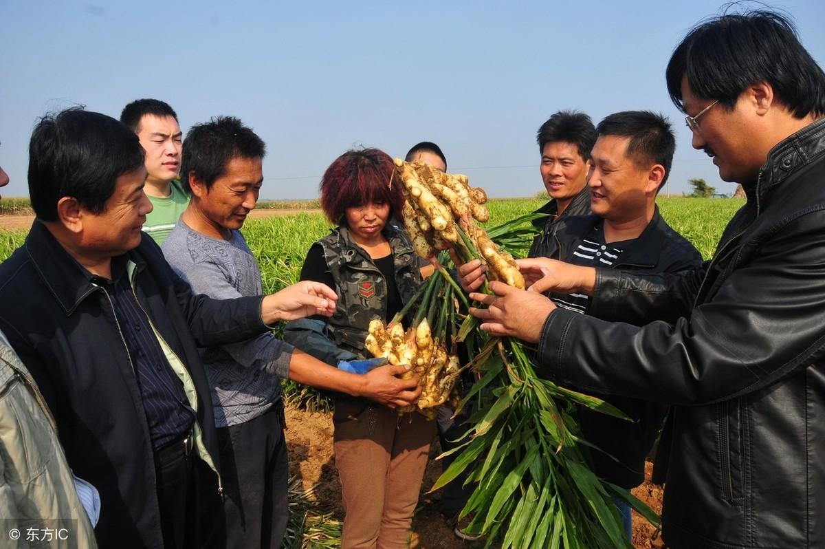 种植技术与管理方法_种植管理技术分享_讲解种植技术