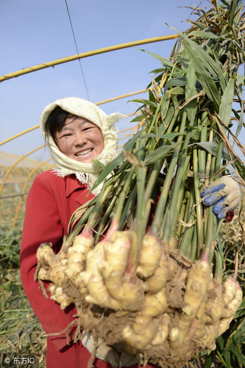 种植技术与管理方法_讲解种植技术_种植管理技术分享