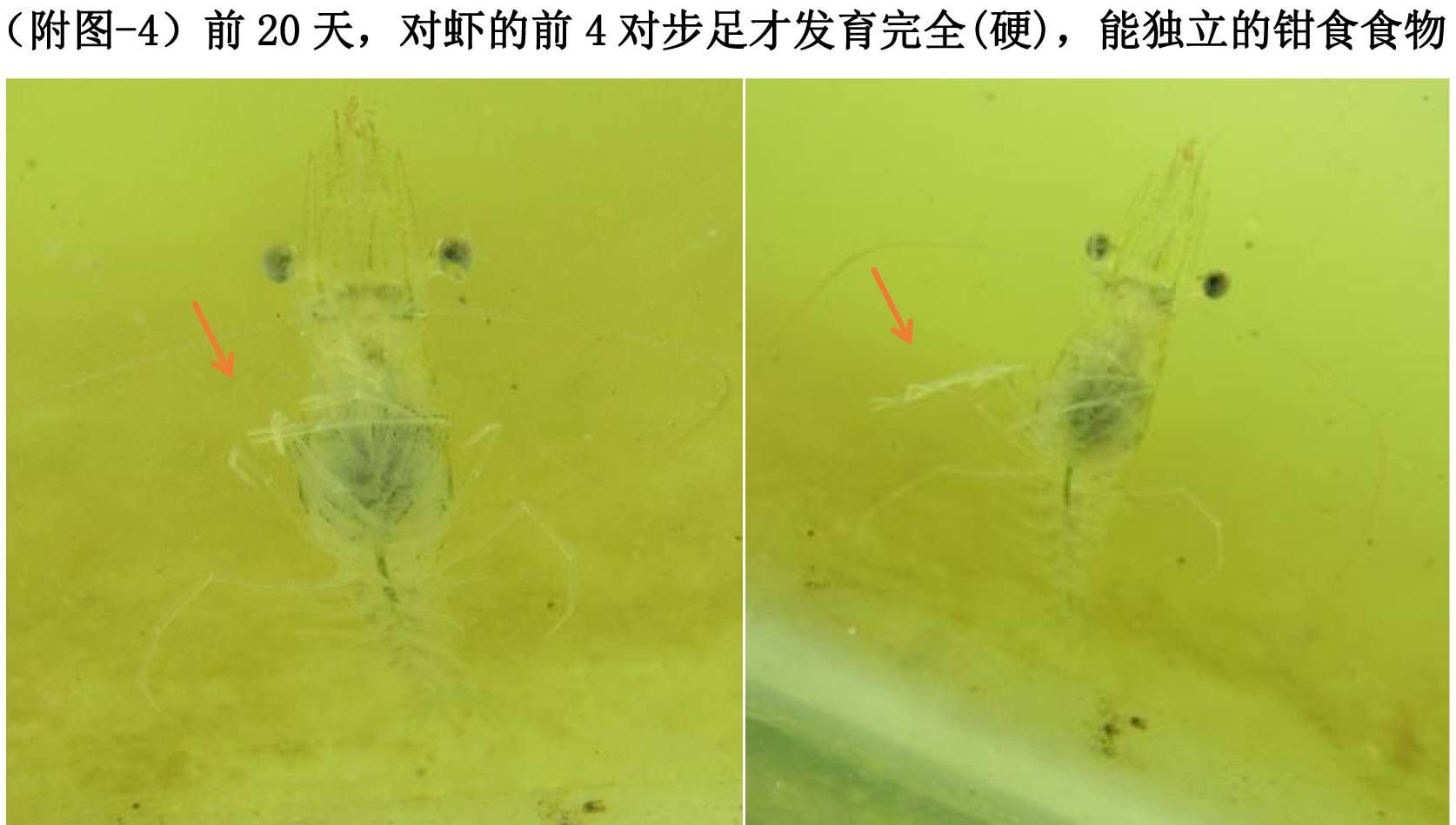 养南美白对虾技术视频_南养白对虾养殖技术_利洋南美白对虾养殖技术