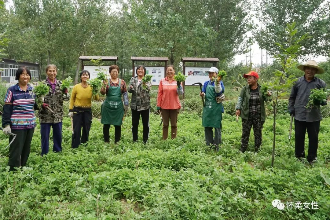 致富经艾草养鸡_艾草喂鸡_艾草养鸡的功效与作用