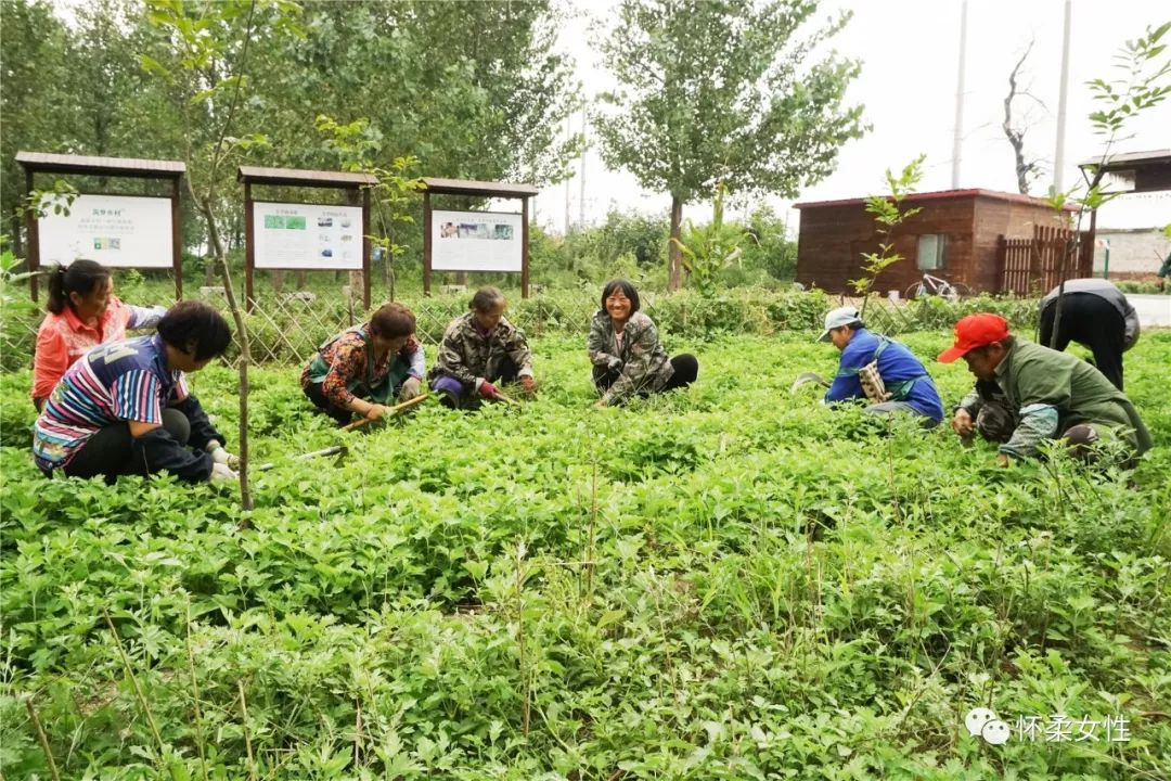 艾草养鸡的功效与作用_致富经艾草养鸡_艾草喂鸡