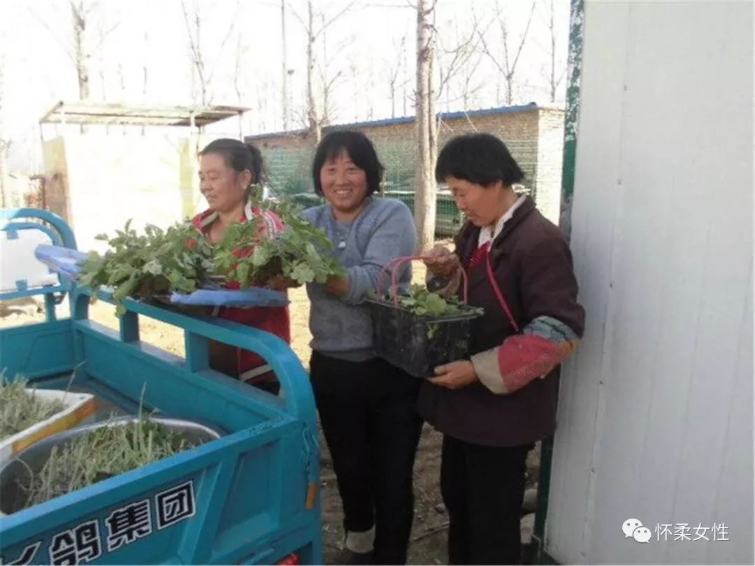 艾草养鸡的功效与作用_艾草喂鸡_致富经艾草养鸡