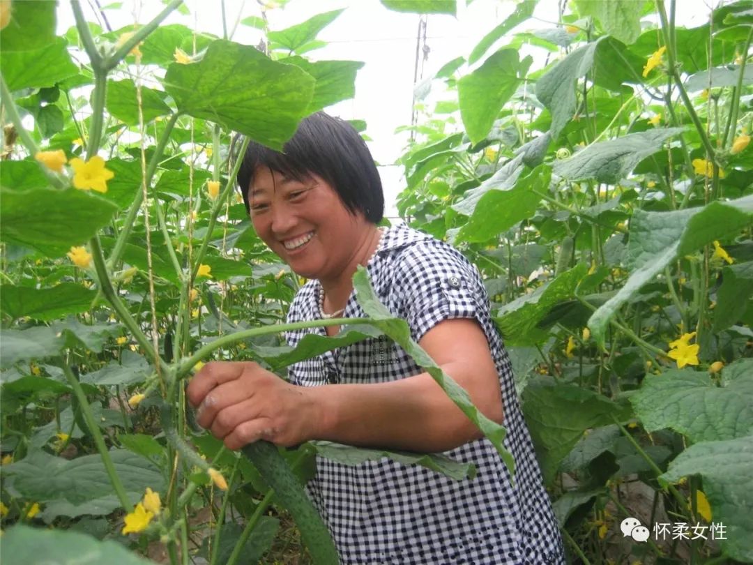 艾草喂鸡_艾草养鸡的功效与作用_致富经艾草养鸡