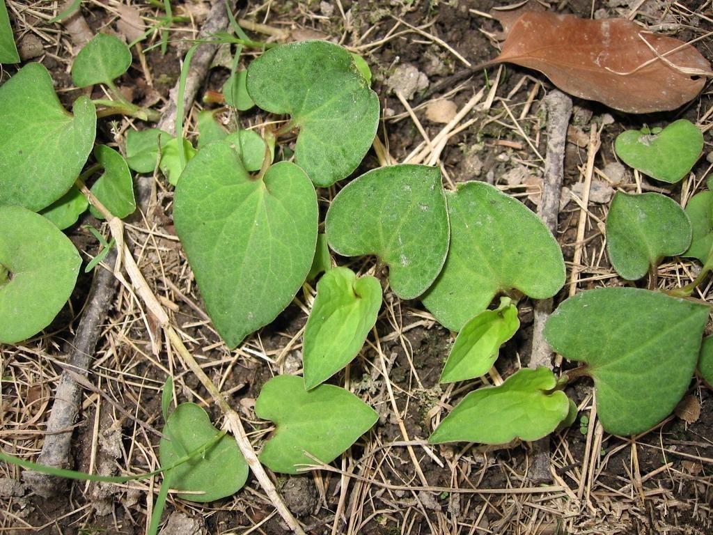 大面积折耳根种植技术视频_致富经折耳根种植方法_种植折耳根赚钱吗