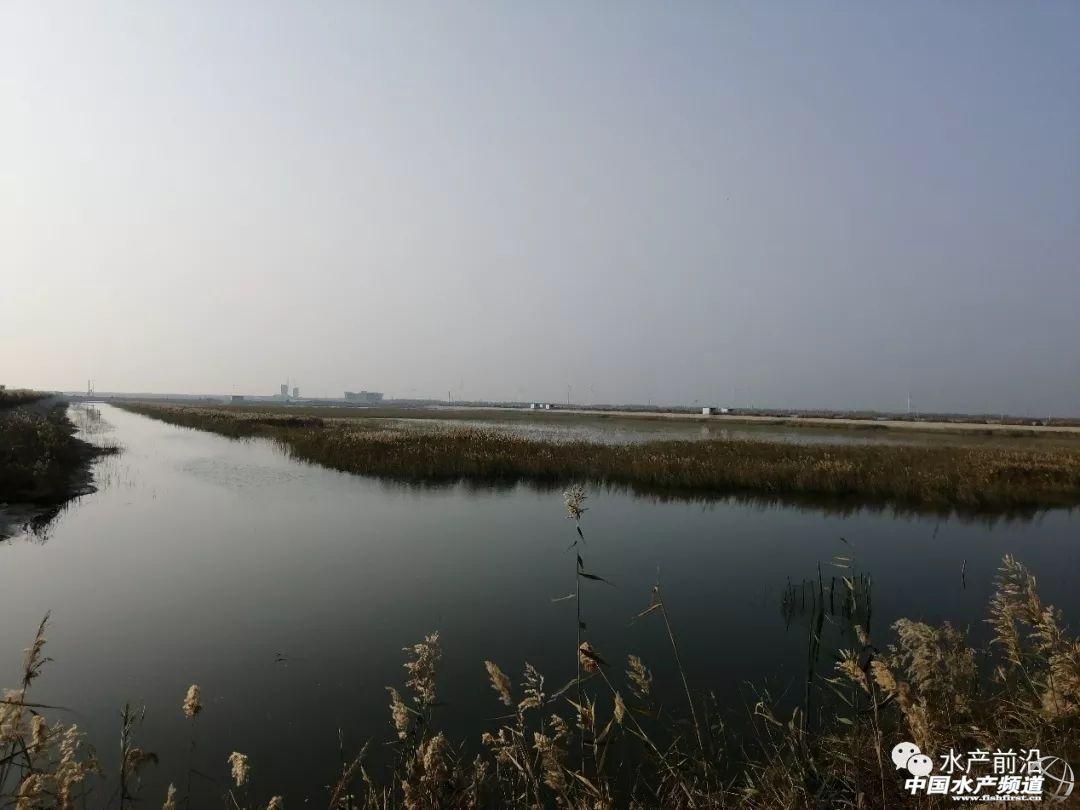 淡水养殖什么利润高_淡水养殖项目_淡水养殖致富渠道