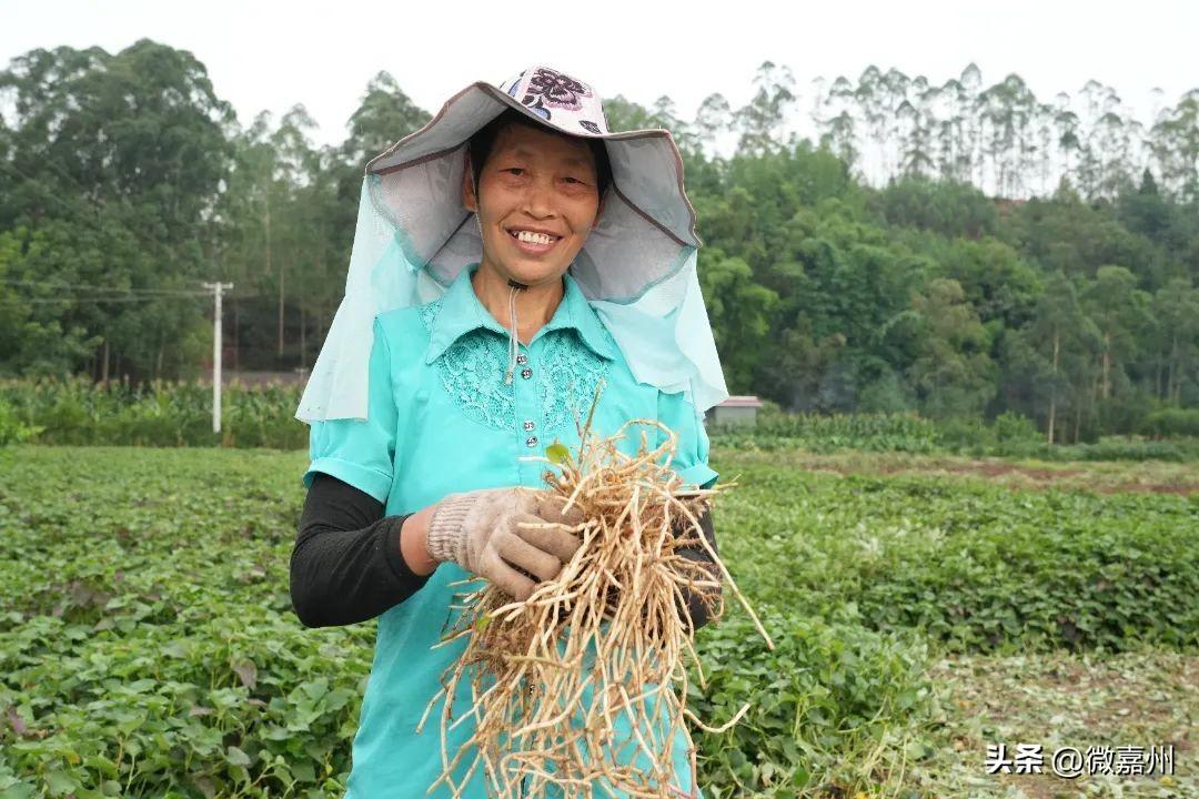 种植折耳根要多少成本_折耳根种植方法与技术视频_致富经折耳根种植方法