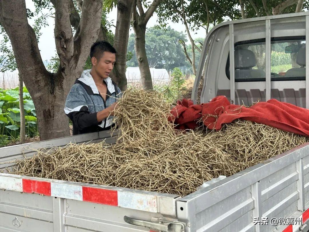 致富经折耳根种植方法_种植折耳根要多少成本_折耳根种植方法与技术视频