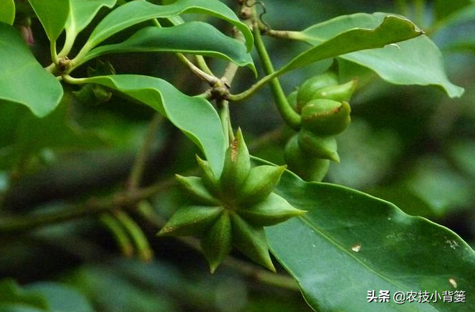 讲解种植技术_种植技术指导_种植管理技术分享