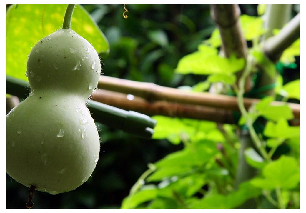 胡芦的栽培技术_地胡芦种植技术_芦会怎样种植