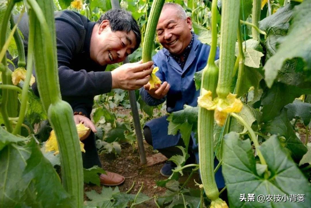 种植技术管理规范_种植技术指导_种植管理技术分享