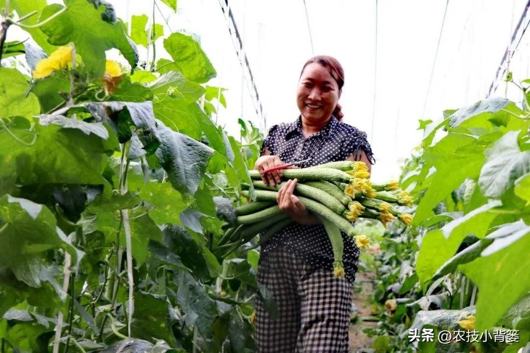 种植技术管理规范_种植技术指导_种植管理技术分享