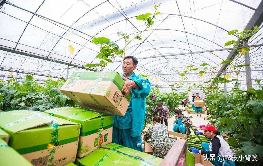 种植技术指导_种植管理技术分享_种植技术管理规范