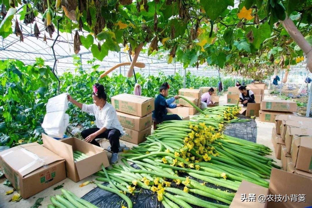 种植管理技术分享_种植技术管理规范_种植技术指导