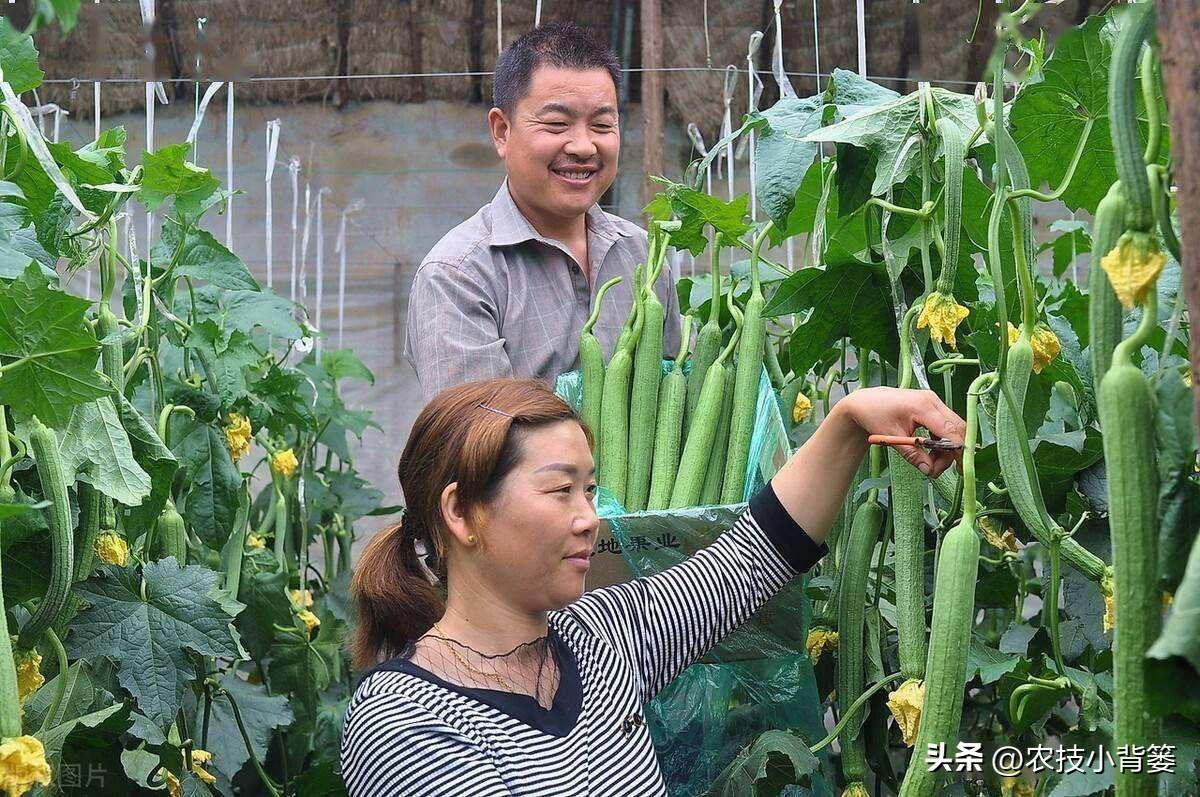 种植技术管理规范_种植技术指导_种植管理技术分享