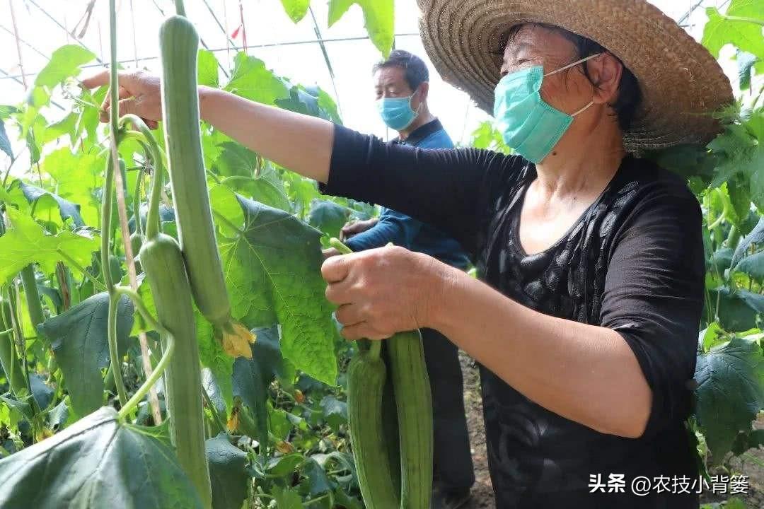 种植管理技术分享_种植技术指导_种植技术管理规范