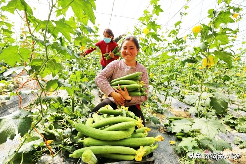 种植技术管理规范_种植技术指导_种植管理技术分享