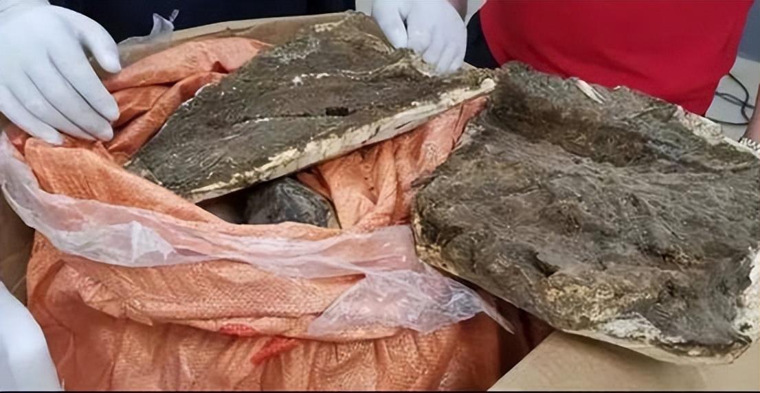 海南沉香种植致富视频_海南沉香怎么种植_海南沉香木种植方法