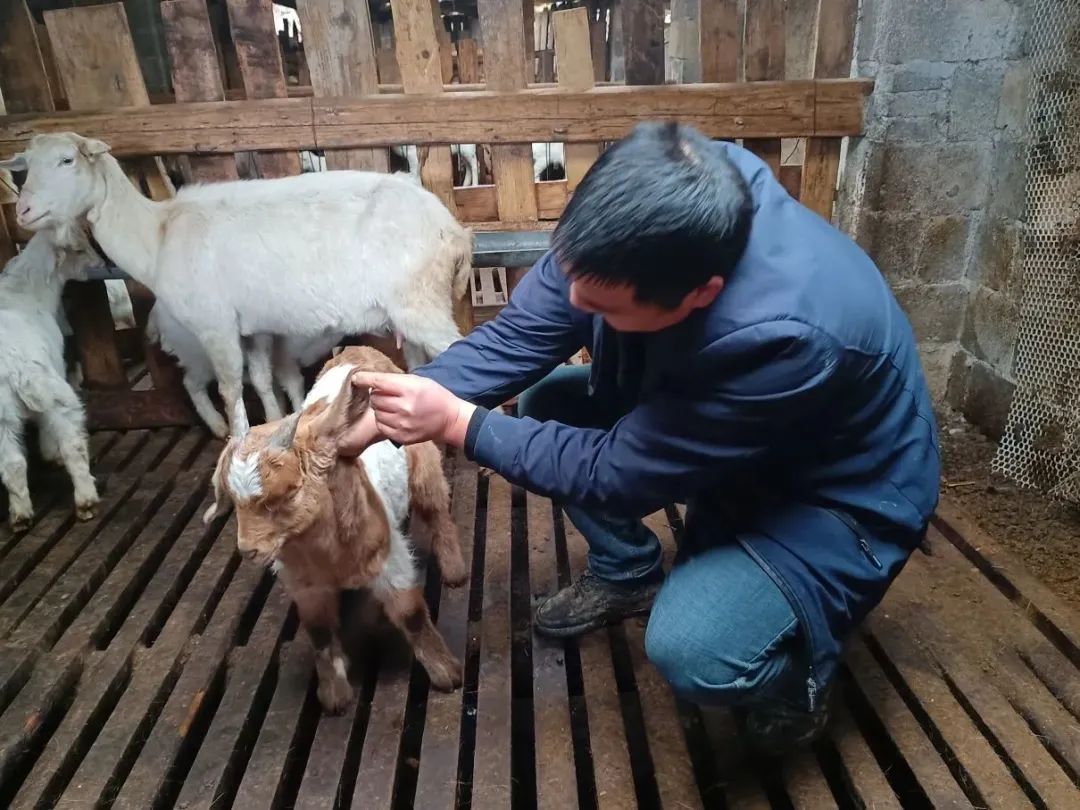 致富经山羊养殖视频_致富经山羊养殖技术视频_致富养殖放养山羊