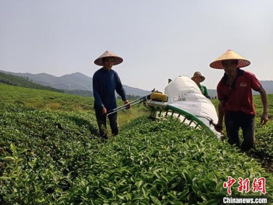 红土地上振兴路：密织林下