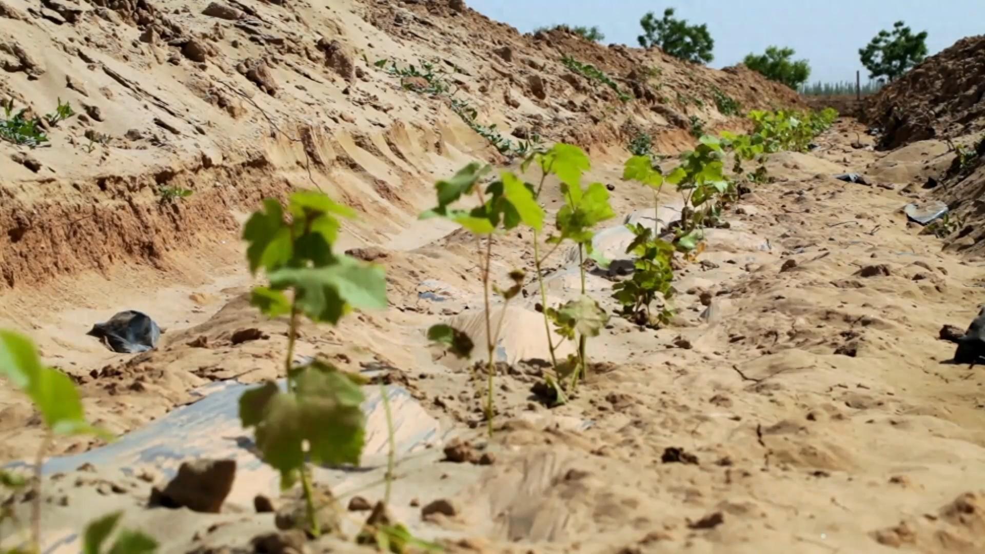 新华视点｜戈壁滩上新风景