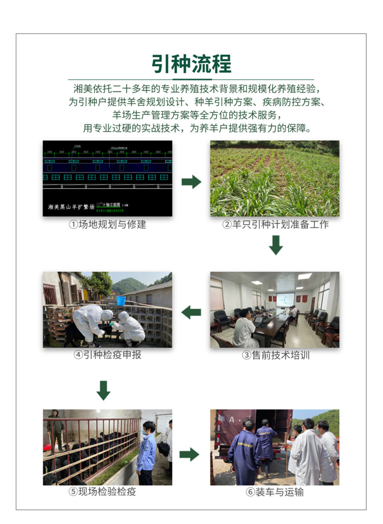 致富经山羊养殖技术视频_致富经山羊养殖视频_致富养殖放养山羊