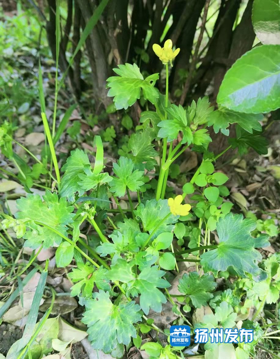 【视频】春天踏青、挖野菜，提醒：这种野芹菜千万别挖