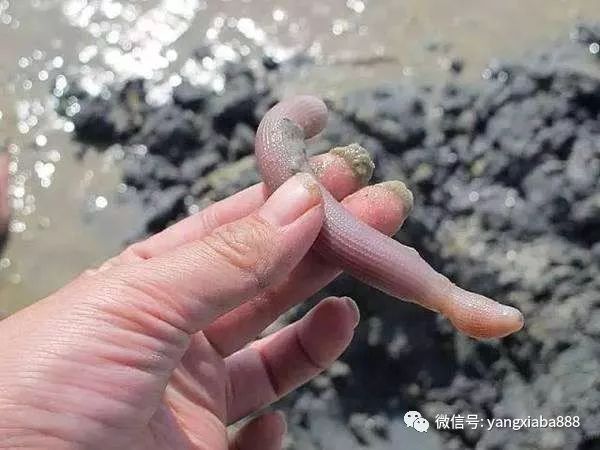 沙虫养殖能赚钱吗_爬沙虫养殖骗局_致富经养殖爬沙虫