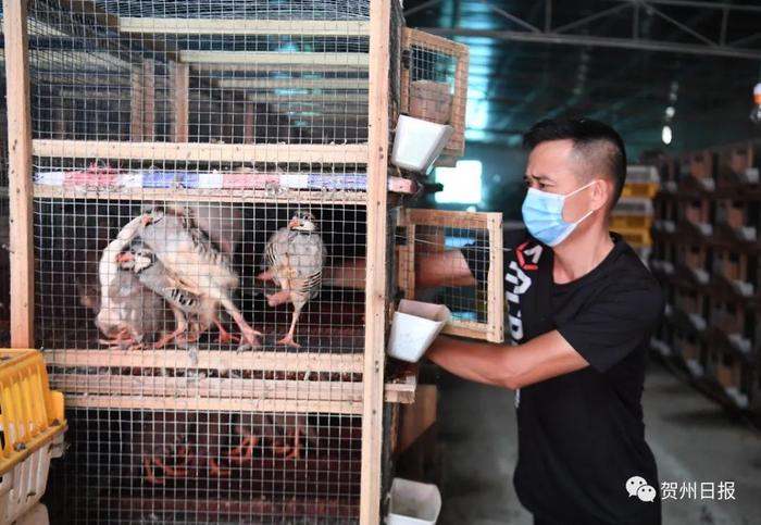 致富养殖鹧鸪项目是什么_致富养殖鹧鸪项目有哪些_鹧鸪养殖项目致富