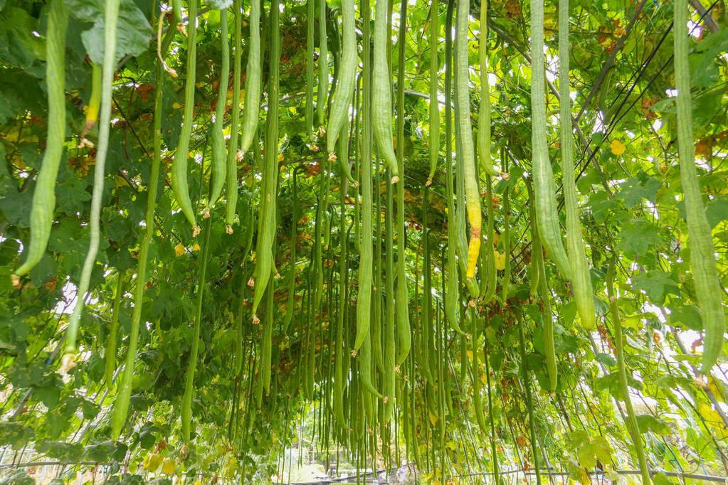 茼蒿菜的种植方法和管理_茼蒿菜怎么种植方法_致富经茼蒿菜种植技术