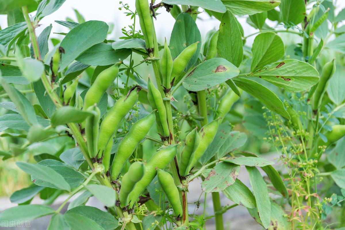 茼蒿菜怎么种植方法_茼蒿菜的种植方法和管理_致富经茼蒿菜种植技术