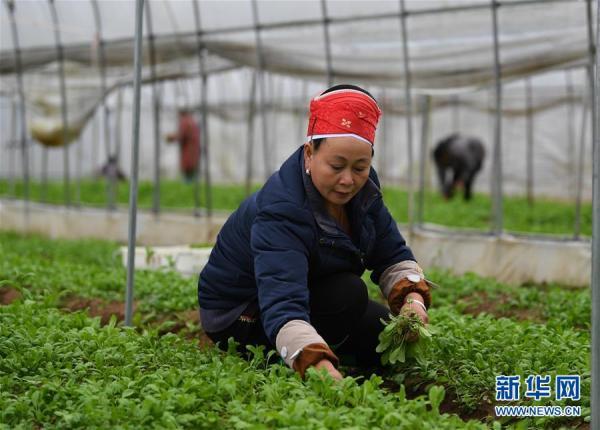 贵州黄平：“野菜家种”俏市场