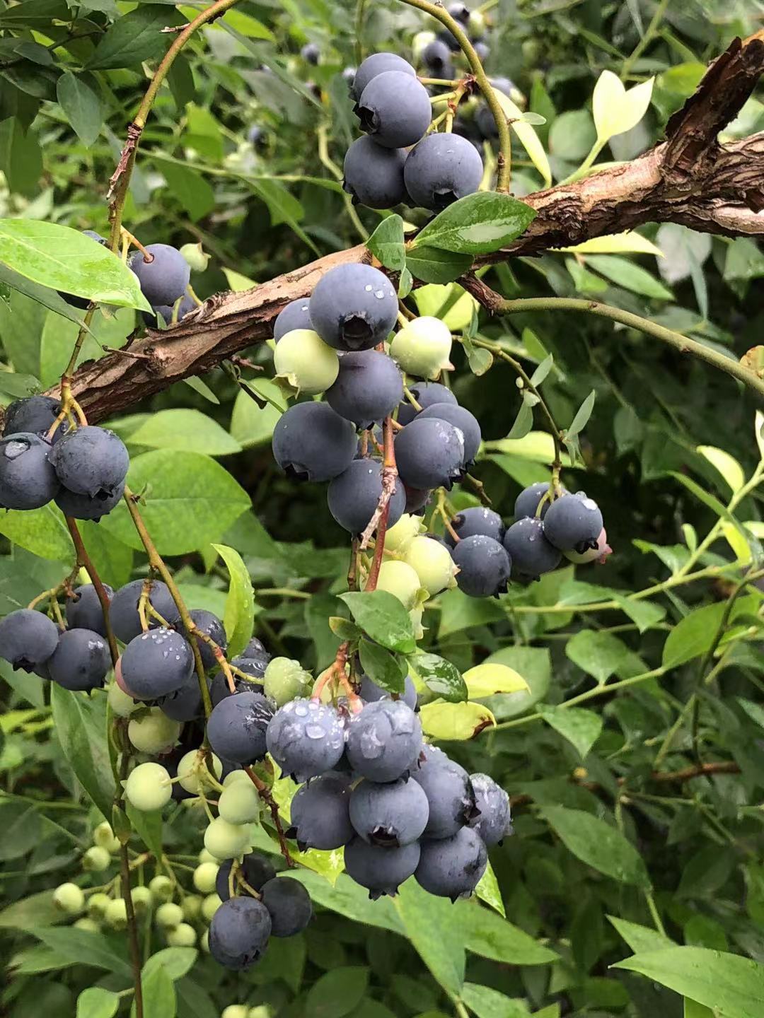 致富经蓝莓种植成亿万_浙江蓝莓种植_致富经浙江蓝莓