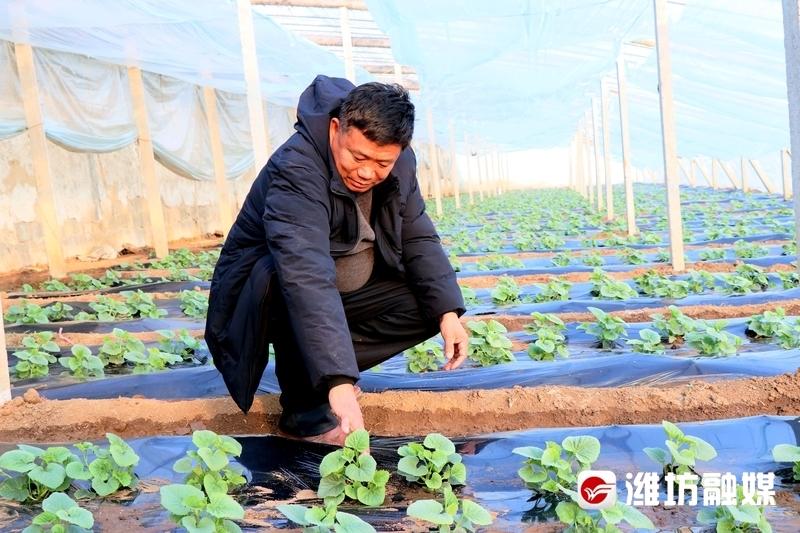 茼蒿菜怎么种植_致富经茼蒿菜种植技术_茼蒿菜的种植技术