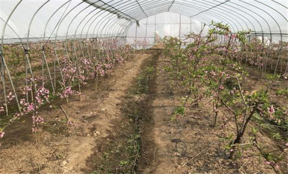 水蜜桃大棚种植技术(2)