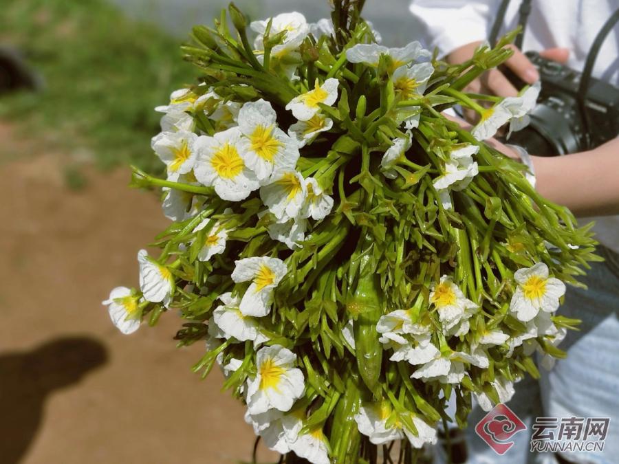 大理种养殖致富_大理云南最大的养殖场_大理种猪养殖场在什么地方