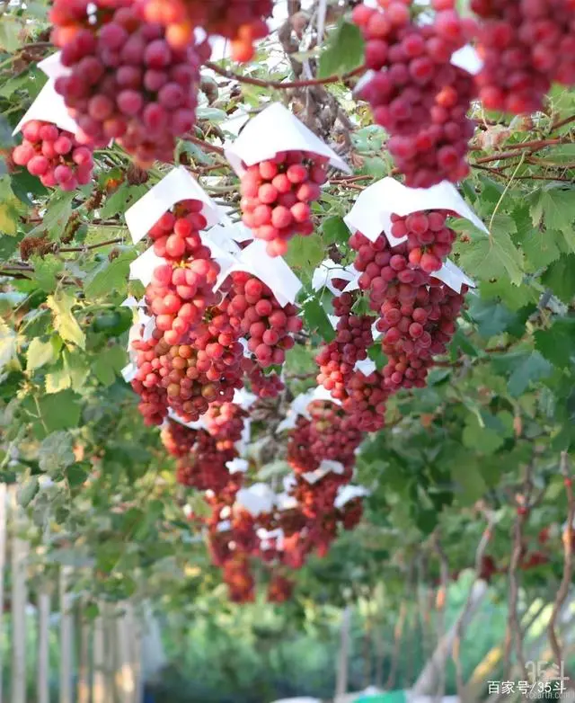 葡萄种植技术利润_葡萄种植利润率_种葡萄的利润和成本是多少