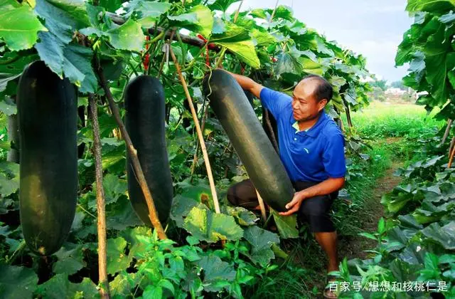 冬瓜高产种植方法技术与管理_冬瓜高产种植技术和方法_冬瓜高产种植技术视频