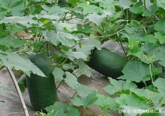 冬瓜高产种植技术和方法_冬瓜高产种植方法技术与管理_冬瓜高产种植技术视频