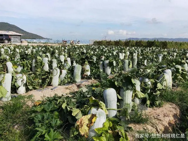 冬瓜高产种植方法技术与管理_冬瓜高产种植技术视频_冬瓜高产种植技术和方法